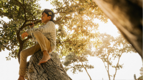 Boyintree