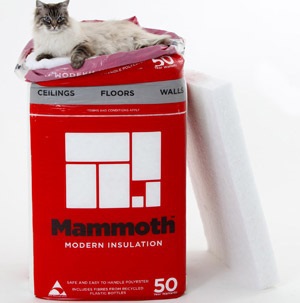 Cat On Multi Square